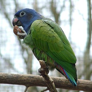 Blue-headed Parrot at Tilgate Nature Centre 14/03/10