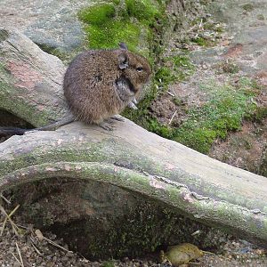 Degu and amphibian friend at Tilgate Nature Centre 14/03/10