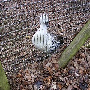 Male Magellan goose at Marwell Wildlife, 21 March 2010