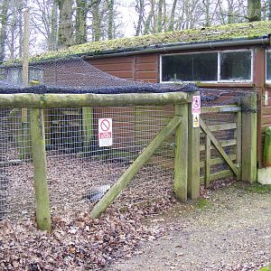 Enclosure for male Magellan goose at Marwell Wildlife, 21 March 2010