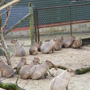 Capybara family at Marwell Wildlife, 21 March 2010