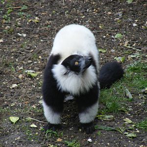 Black and white ruffed lemur at Marwell Wildlife, 21 March 2010