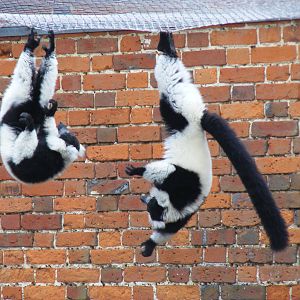 Black and white ruffed lemurs at Marwell Wildlife, 21 March 2010