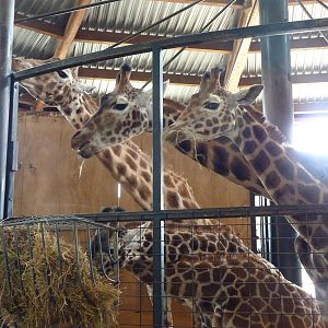 Giraffes