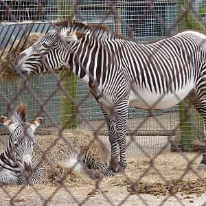 Wendy the Grevys Zebra Being Messy