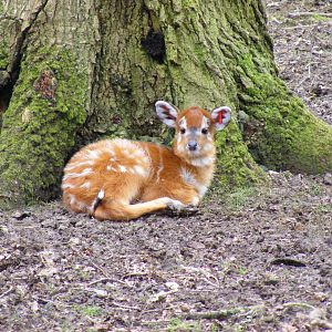 Newest sitatunga calf at Marwell Wildlife, 21 March 2010