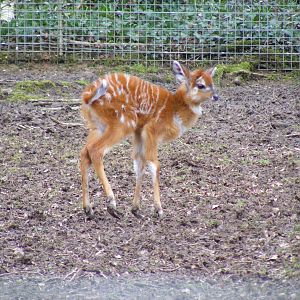 Newest sitatunga calf at Marwell Wildlife, 21 March 2010