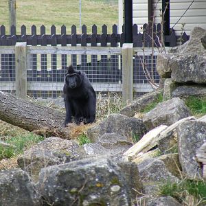 Sulawesi crested macaque at Marwell Wildlife, 21 March 2010