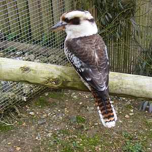 Kookaburra at Marwell Wildlife, 21 March 2010