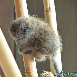 Alaotran Gentle Lemur Baby