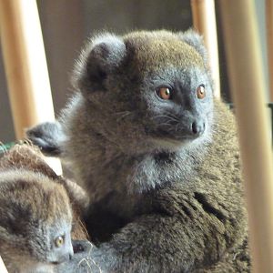 Alaotran Gentle Lemur Mum and Baby