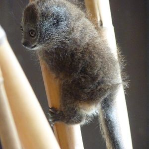 Alaotran Gentle Lemur Baby