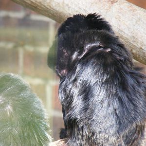 Goeldi's monkey with baby on back at Marwell Wildlife, 21 March 2010