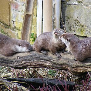 Asian small-clawed otters at Marwell Wildlife, 21 March 2010