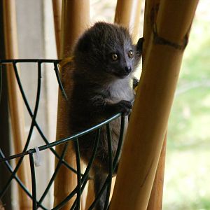 Manga the Alaotran gentle lemur at Marwell Wildlife, 21 March 2010