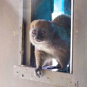 Alaotran gentle lemur at Marwell Wildlife, 21 March 2010