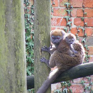 Lelafo and Manga the Alaotran gentle lemurs at Marwell Wildlife, 21 March 2