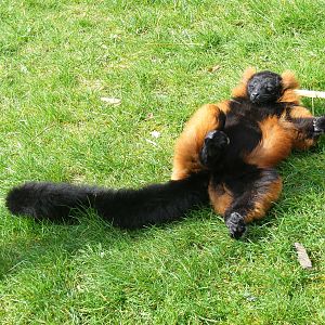 Sunbathing red ruffed lemur at Marwell Wildlife, 21 March 2010