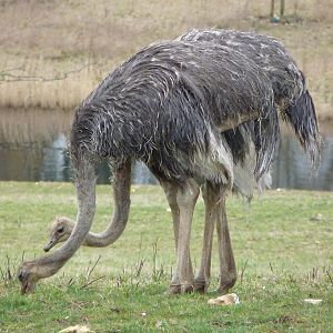 Ostriches