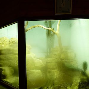Beaded Lizard Enclosure