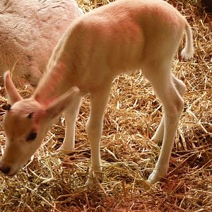 Addax Calf