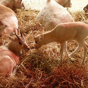 Addax Calves