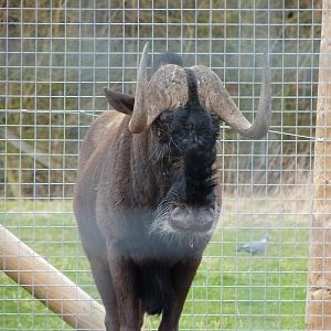 Rooney the Black Wildebeest
