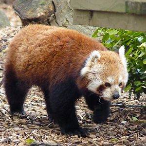 Red Panda