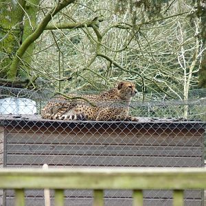 Suki or Juba the Cheetah