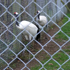 Red-crowned cranes at Marwell Wildlife, 21 March 2010