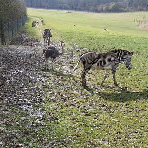 Ostriches and Grevy's zebras in Valley Field at Marwell Wildlife, 21 March