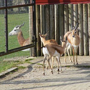 Dorcas gazelles and Dama gazelle at Marwell Wildlife, 21 March 2010