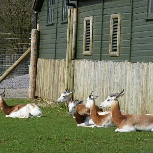 Dama gazelles at Marwell Wildlife, 21 March 2010