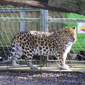 Akin the Amur leopard at Marwell Wildlife, 21 March 2010