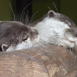 Asian Short-Clawed Otters