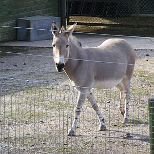 Future the Somali wild ass stallion at Marwell Wildlife, 21 March 2010