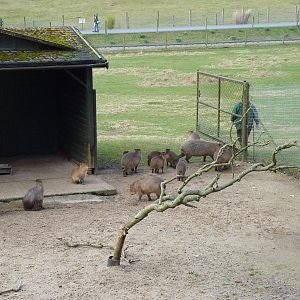 Shutting in the Capybaras