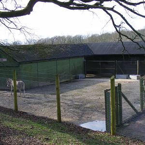 Yard being used by Somali wild ass stallion at Marwell Wildlife, 21 March 2