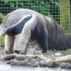 Antonio the Giant Anteater