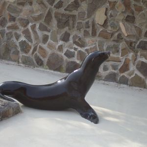 California sealion