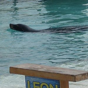 California sealion