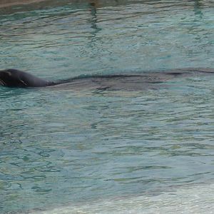 California sealion