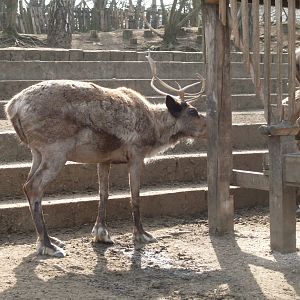 Reindeer