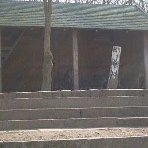 Reindeer indoor exhibit