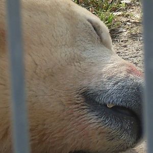 Sleeping polar bear