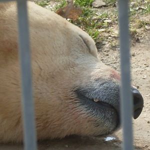 Sleeping polar bear
