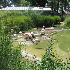 Destination Argentina - Chilean Flamingos