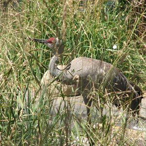Sandhill Crane