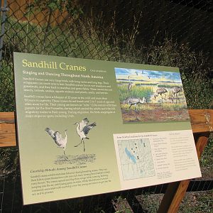 Sandhill Crane Signage