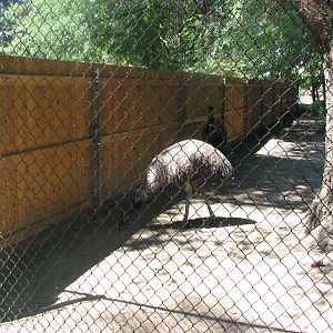 Emu